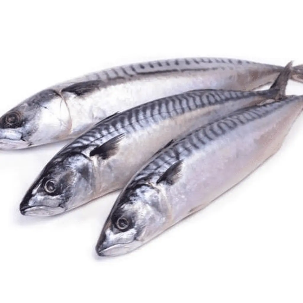 frozen-titus-fish-mackerel-cut.-1325-p_1400x Mackerel Fish (Titus) Big x 3 - Image 1