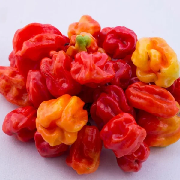 Fresh Scotch Bonnet Peppers (Ata Rodo) 250g